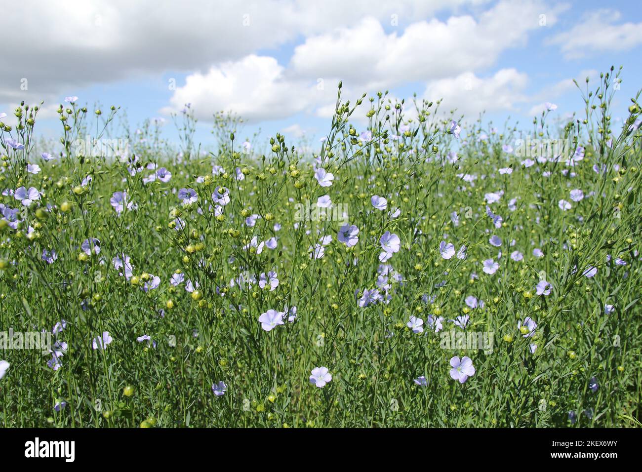un campo con belle piante di lino con fiori blu e un cielo blu con nuvole in primavera Foto Stock