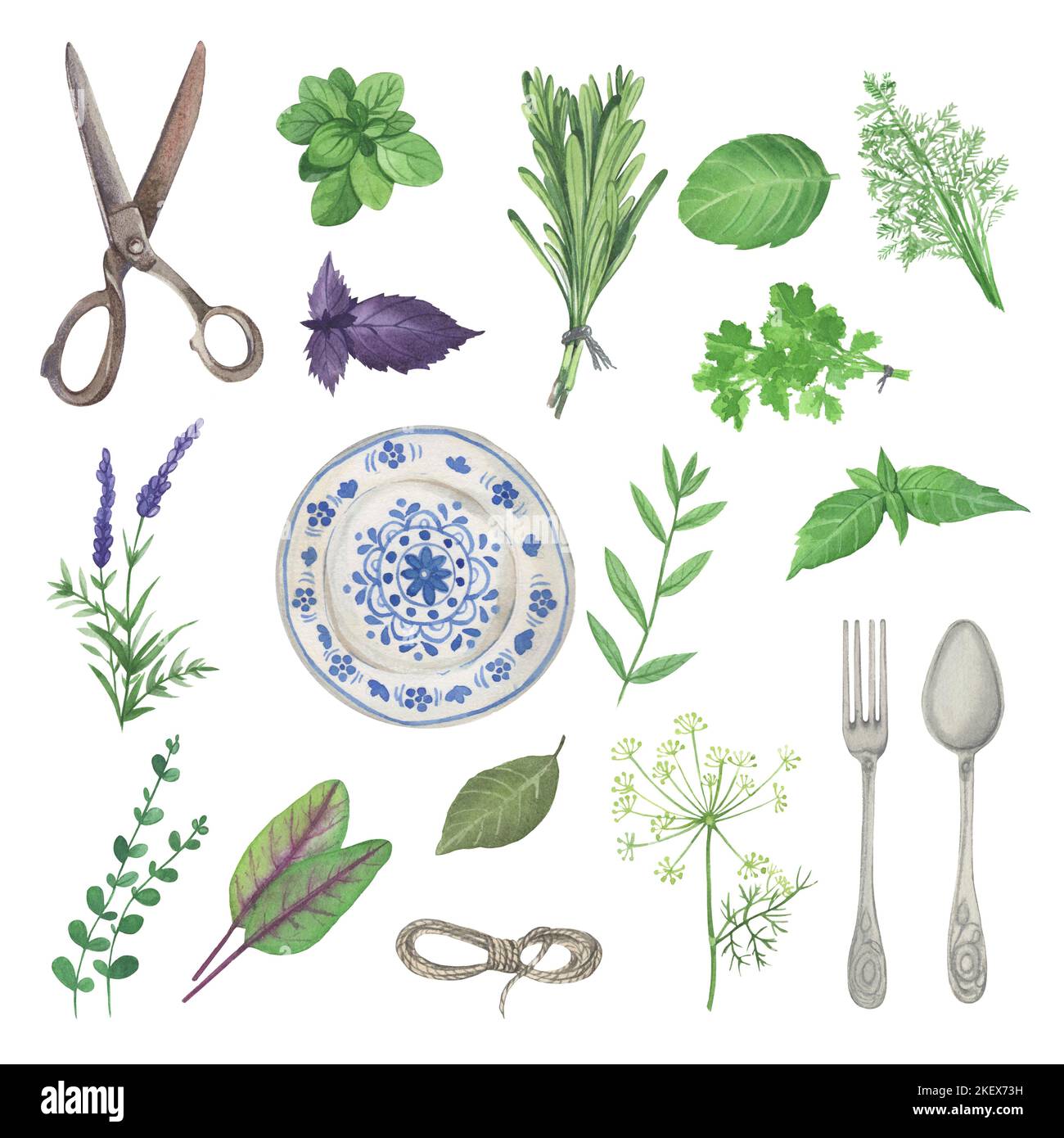 Erbe culinarie disegnate a mano con diverse specie naturali sane e biologiche fresche isolate su sfondo bianco. Colorato illu botanico realistico Foto Stock