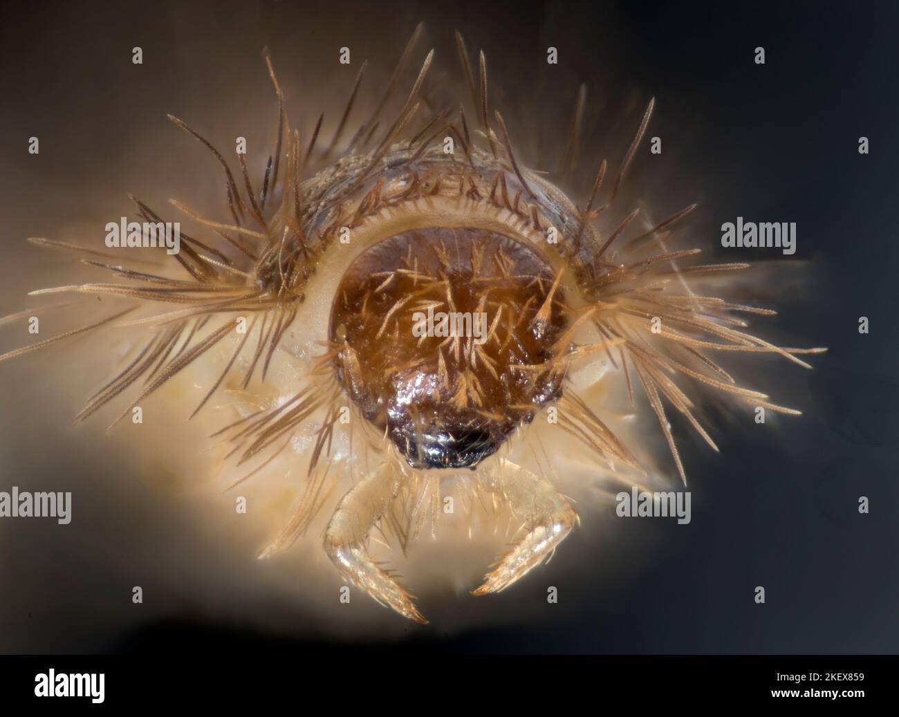 Tappeto Beetle larva - Anthrenus fuscus (orso culo) fotomicrografia del campo oscuro della testa, vista anteriore Foto Stock