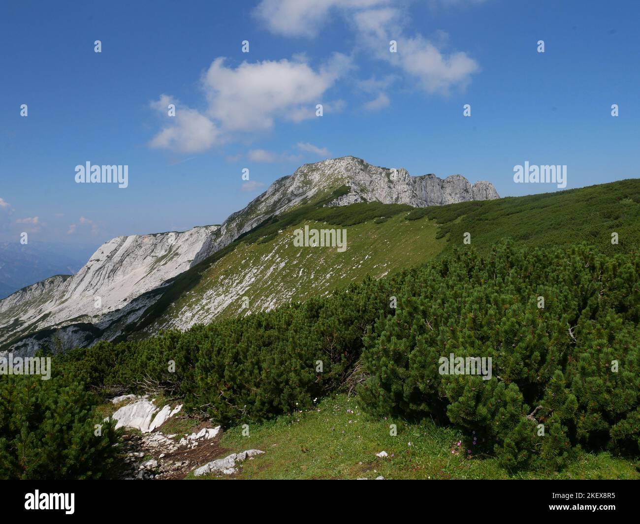 Immagini paesaggistiche e fiori alpini selvatici del Parco Nazionale di Kalkalpen in Austria Foto Stock