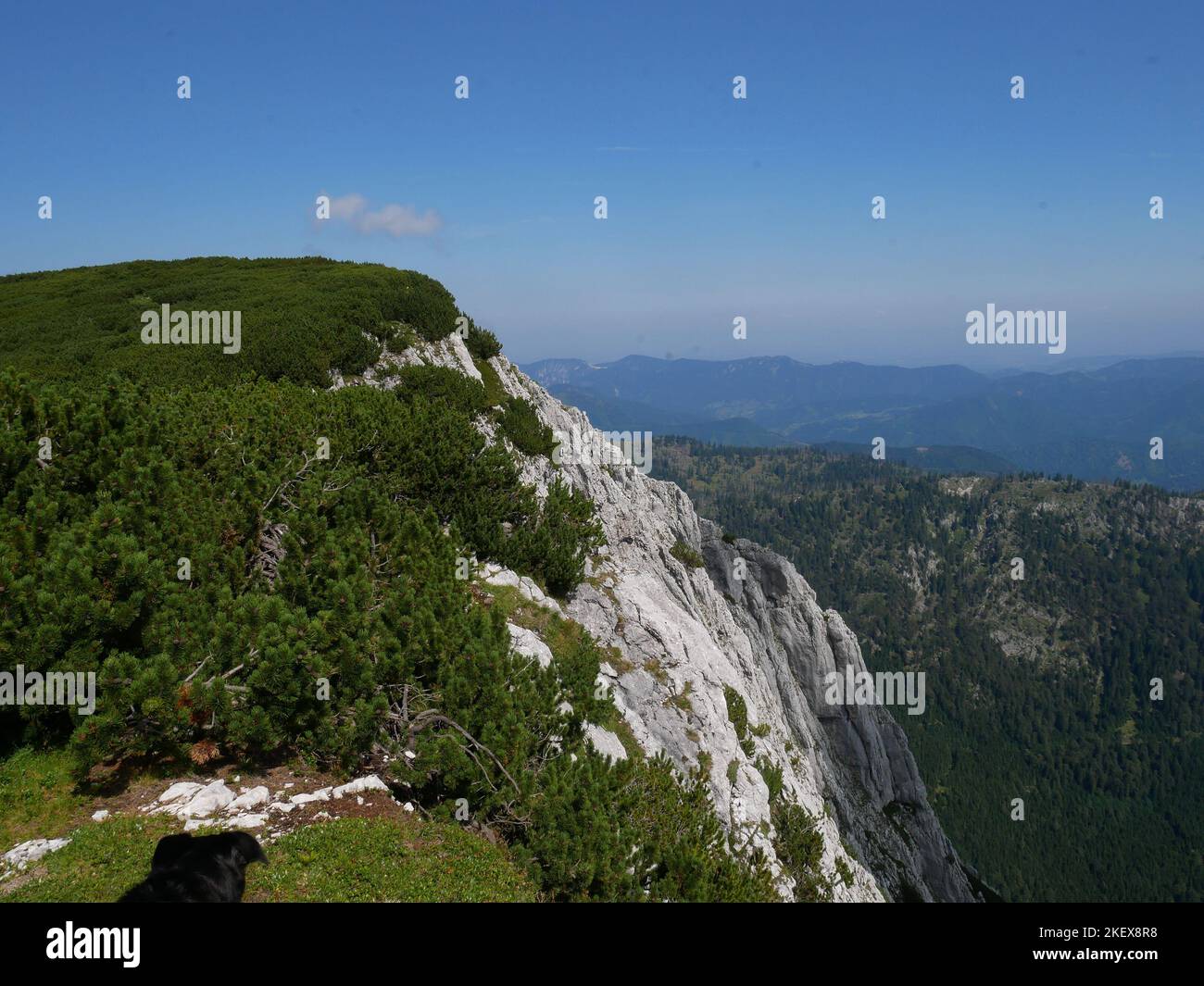 Immagini paesaggistiche e fiori alpini selvatici del Parco Nazionale di Kalkalpen in Austria Foto Stock