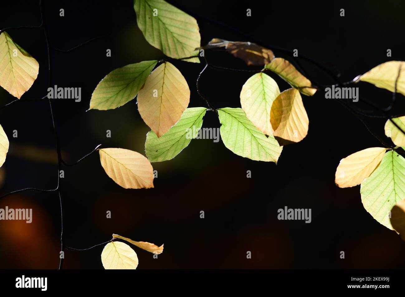Foglie di autunno Scozia Scotland Foto Stock