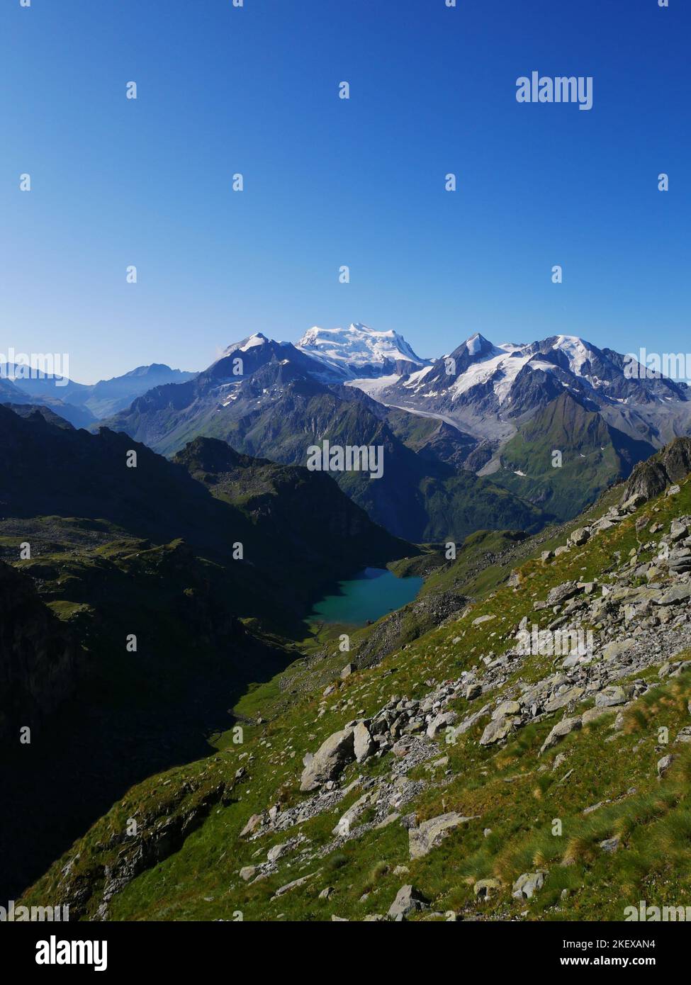 Fiori selvatici e immagini paesaggistiche delle montagne svizzere del Vallese. Fiori alpini catturati in piena fioritura estiva lungo il percorso haute escursionisti Foto Stock