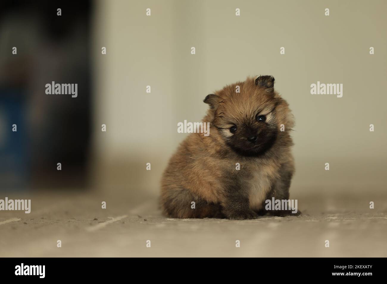 Ritratto di grave e carino cucciolo pomerano rosso di due settimane Foto Stock