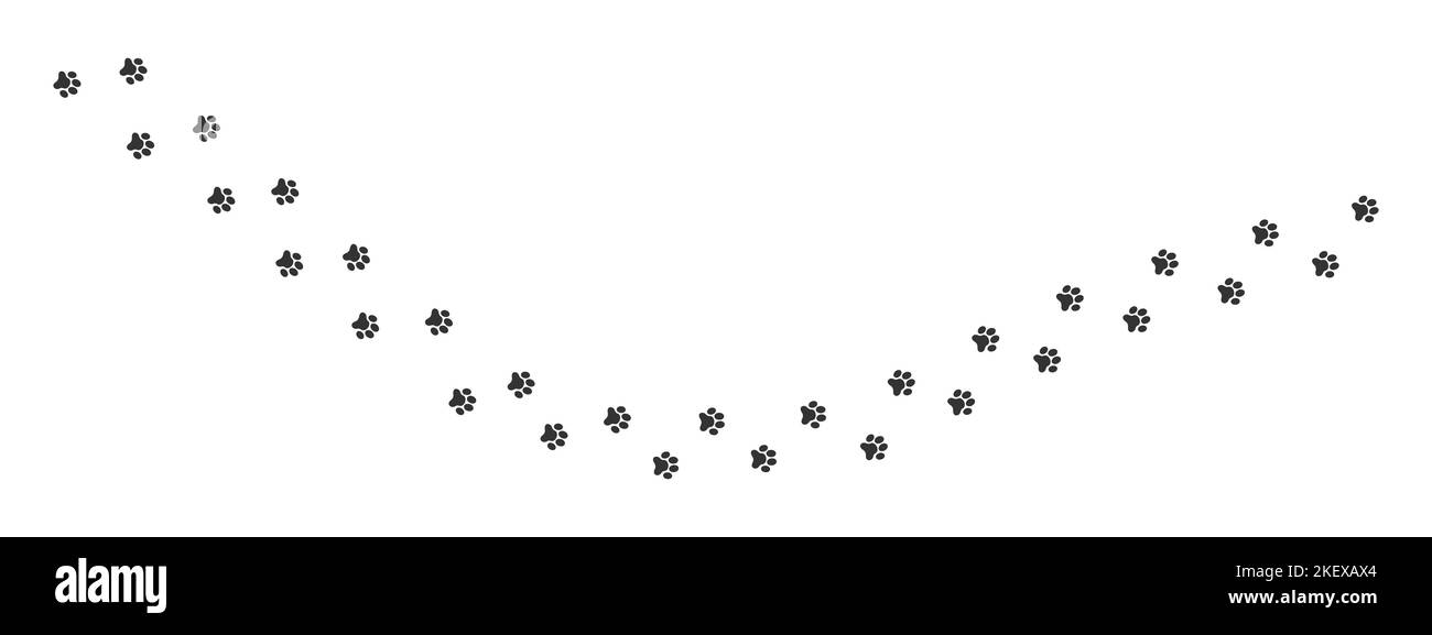 Impronte di piedi bagnati o fangosi di cane, gatto, orso, tigre, procione. Timbri Paw. Gli animali che corrono o camminano tracciano i passi isolati su sfondo bianco. Illustrazione grafica vettoriale Illustrazione Vettoriale