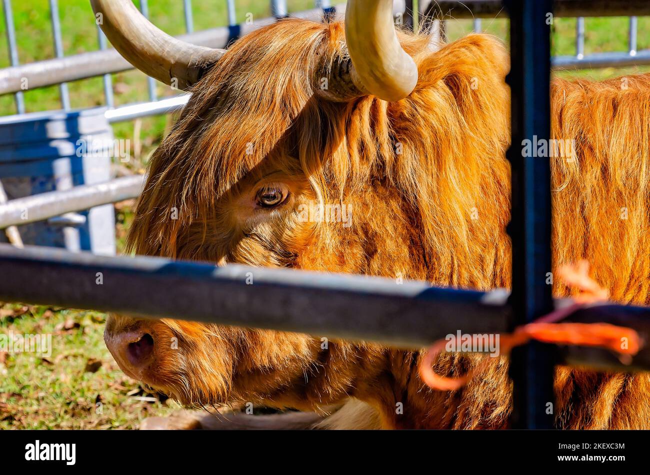 Una mucca scozzese delle Highland (Bos taurus taurus) riposa in una penna durante gli annuali Scottish Highland Games, 13 novembre 2022, a Gulfport, Mississippi. Foto Stock