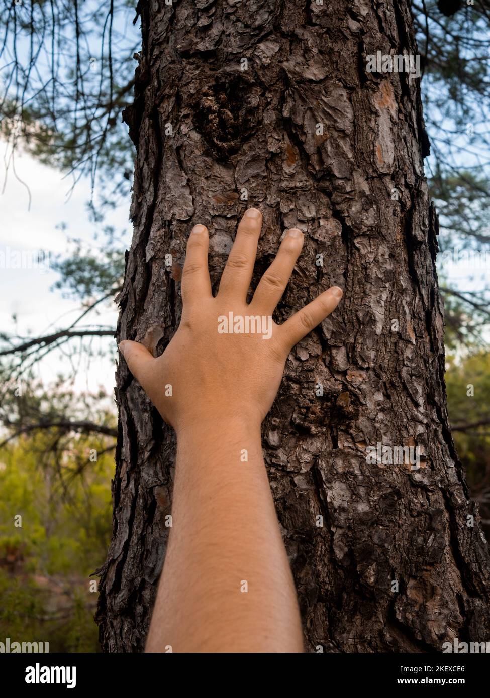 Particolare di una mano umana che carezza il tronco di un albero. Tutela dell'ambiente Foto Stock
