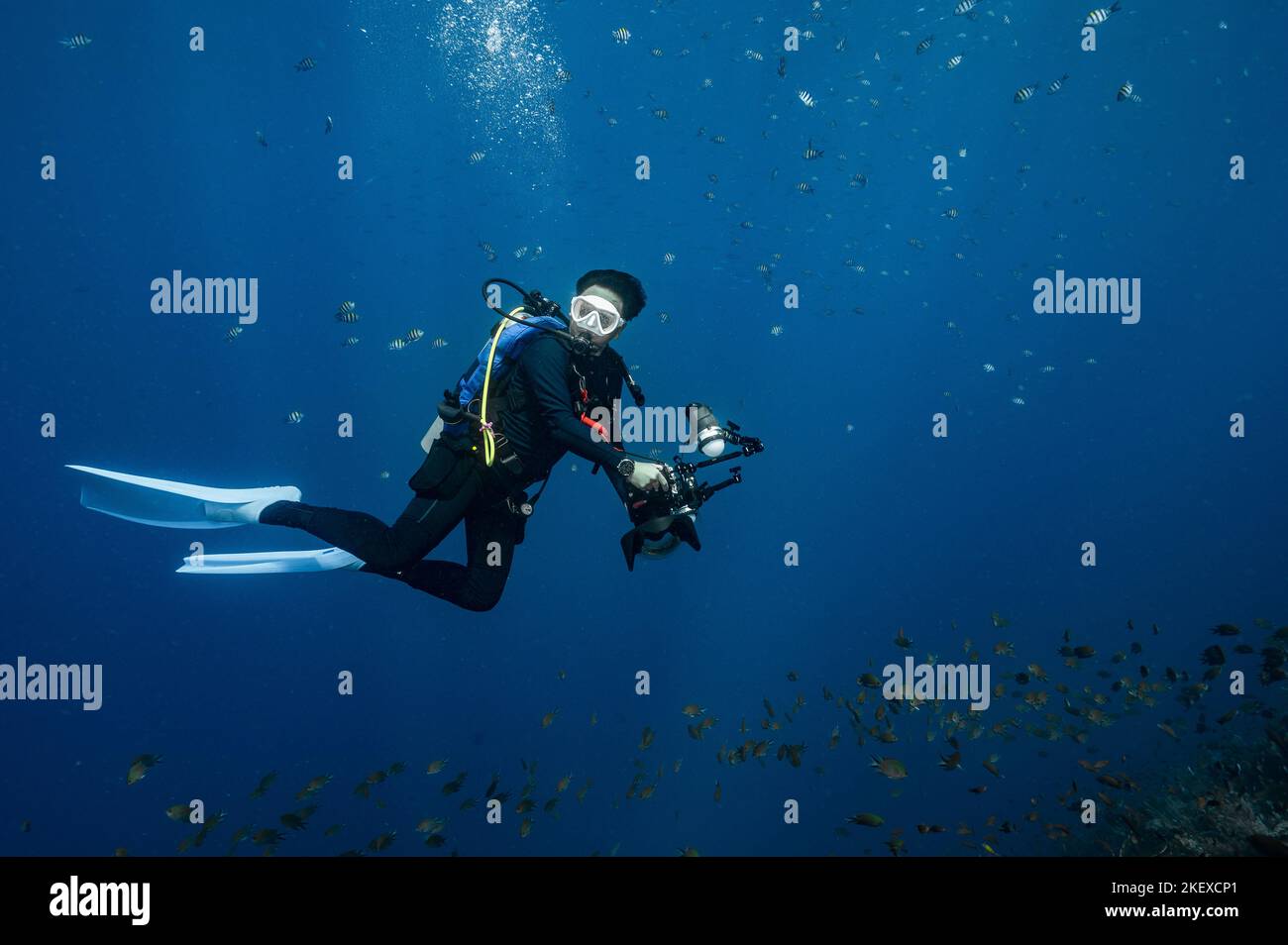 Tuffatore esplorando l'oceano vicino all'isola di Flores in Komodo Foto Stock