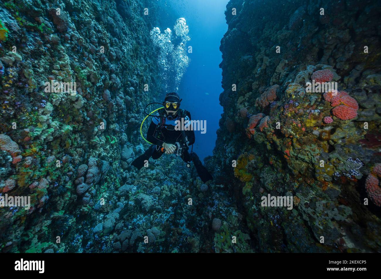 Tuffatore esplorando le barriere coralline a Komodo / Indonesia Foto Stock