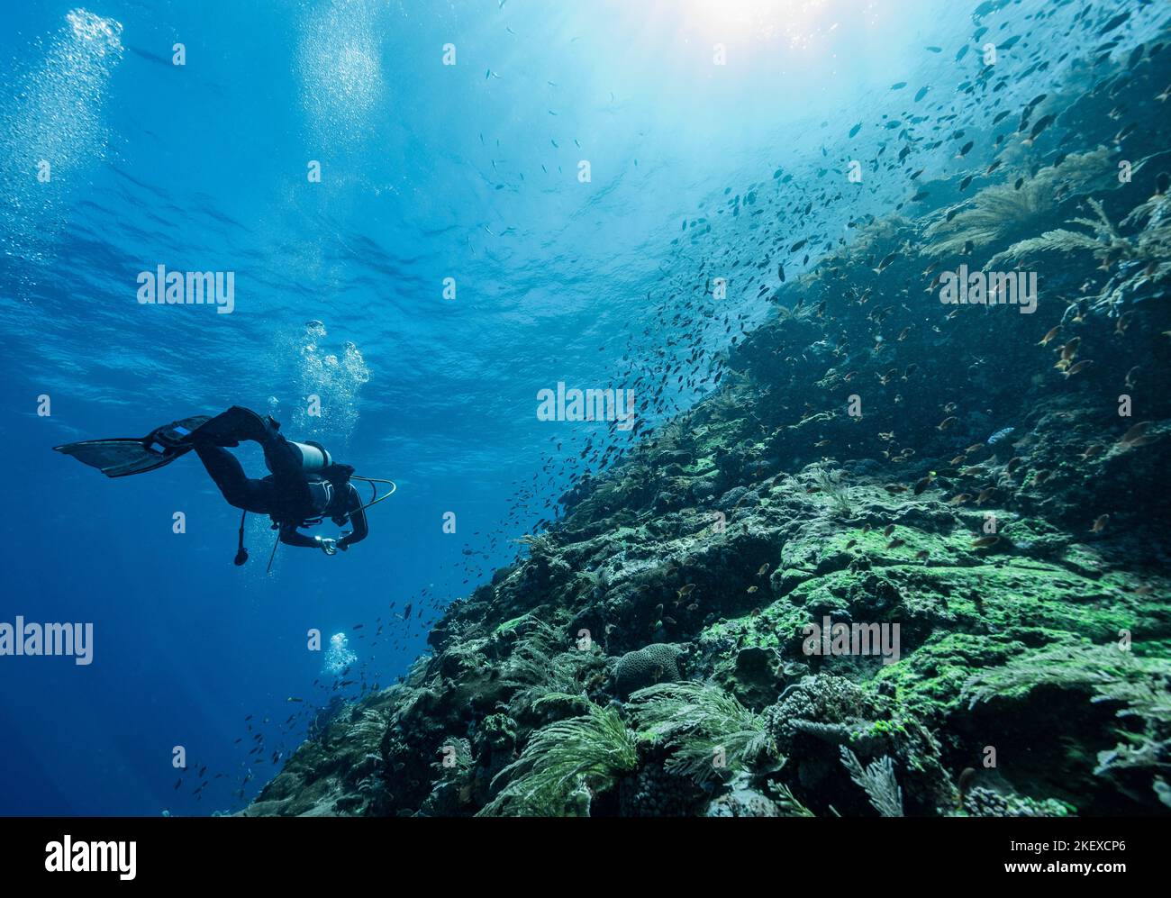Tuffatore esplorando le barriere coralline a Komodo / Indonesia Foto Stock