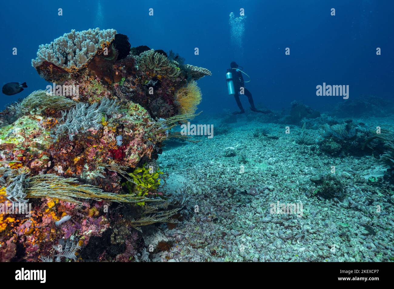 Tuffatore esplorando le barriere coralline a Komodo / Indonesia Foto Stock