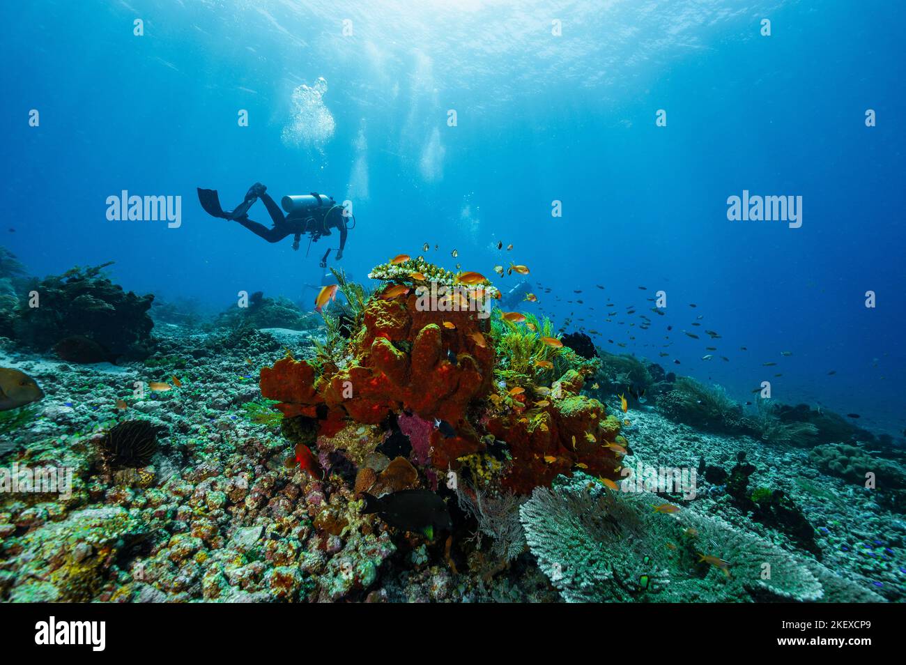 Tuffatore esplorando l'oceano vicino all'isola di Flores in Komodo Foto Stock