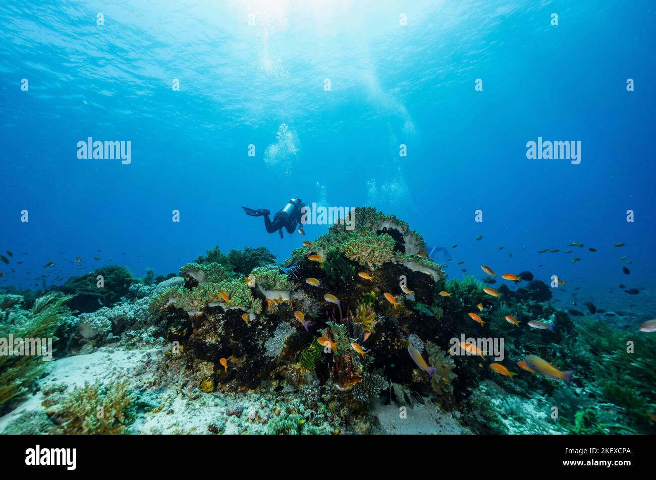 Tuffatore esplorando l'oceano vicino all'isola di Flores in Komodo Foto Stock