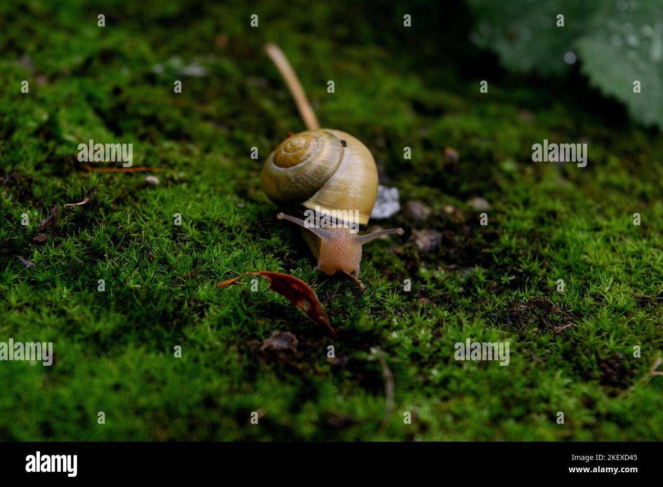 una lumaca su un terreno mossy Foto Stock