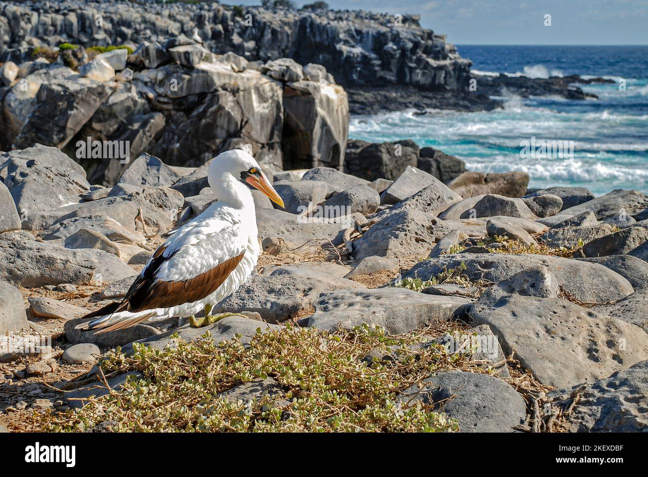 Il Booby Nazca è considerato una sottospecie del booby mascherato. Si tratta della più grande famiglia di booby, lunga da 75 a 85 cm, con un 160-170 Foto Stock