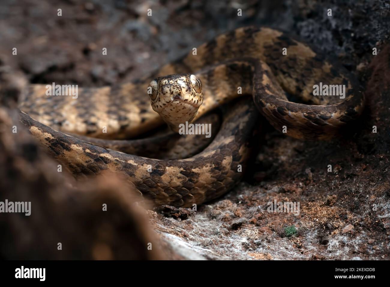 Keeled slug serpente su un albero stomp Foto Stock