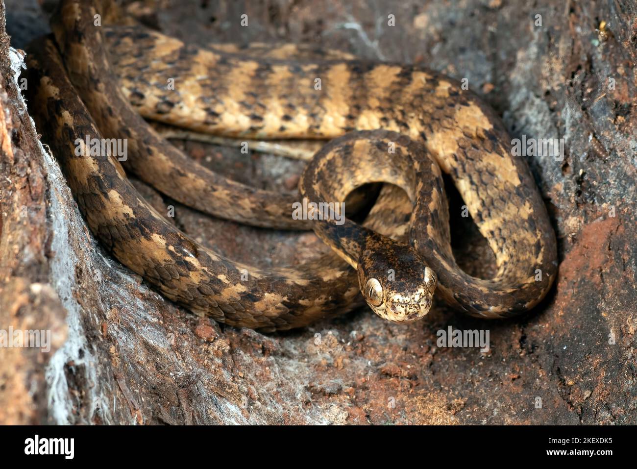 Keeled slug serpente su un albero stomp Foto Stock