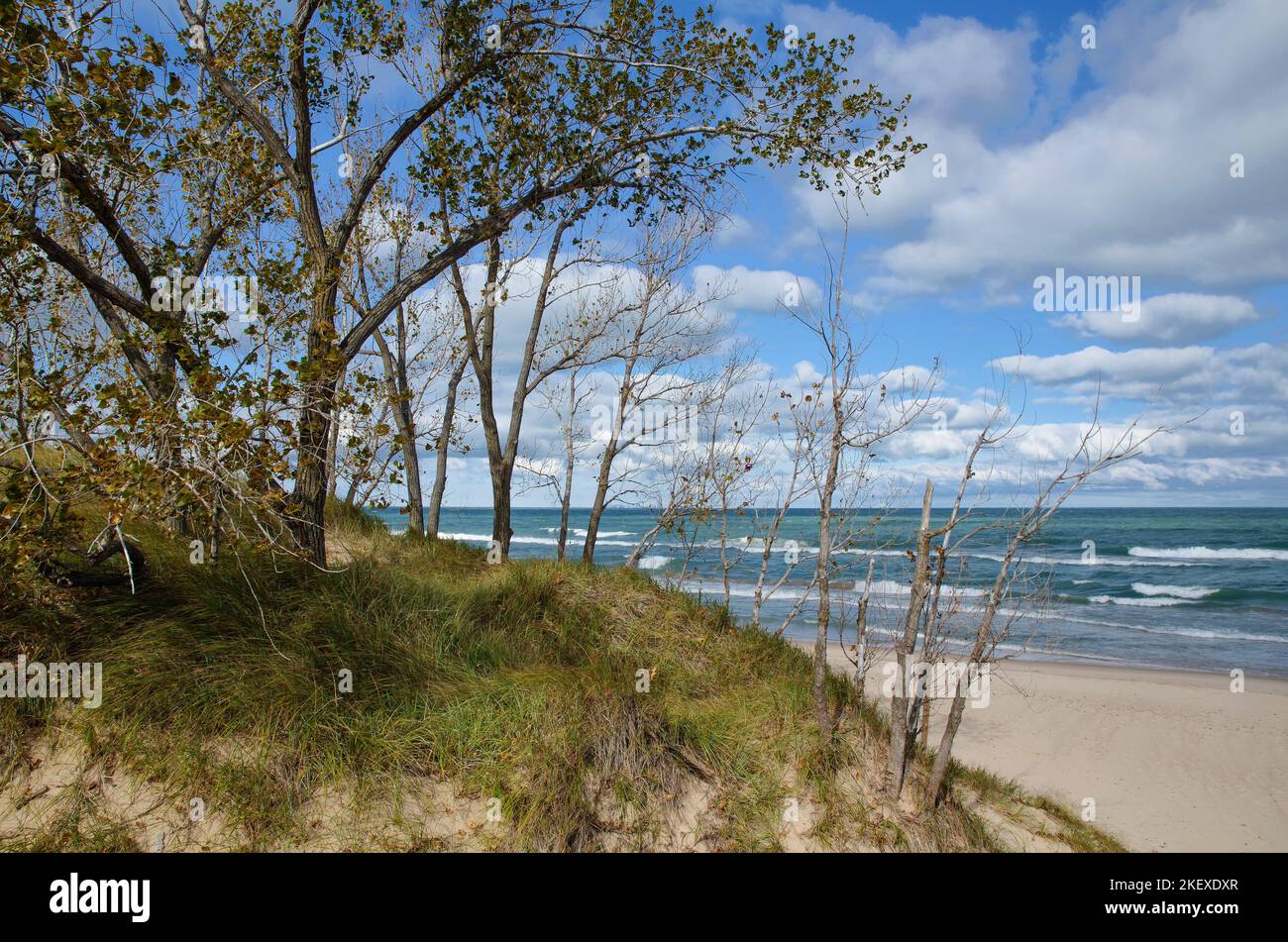 Gli alberi di Cottonwood lasciano cadere le loro foglie sulla riva del lago Michigan presso la West Beach Unit of Indiana Dunes National Lakeshore, Porter County, Indiana Foto Stock