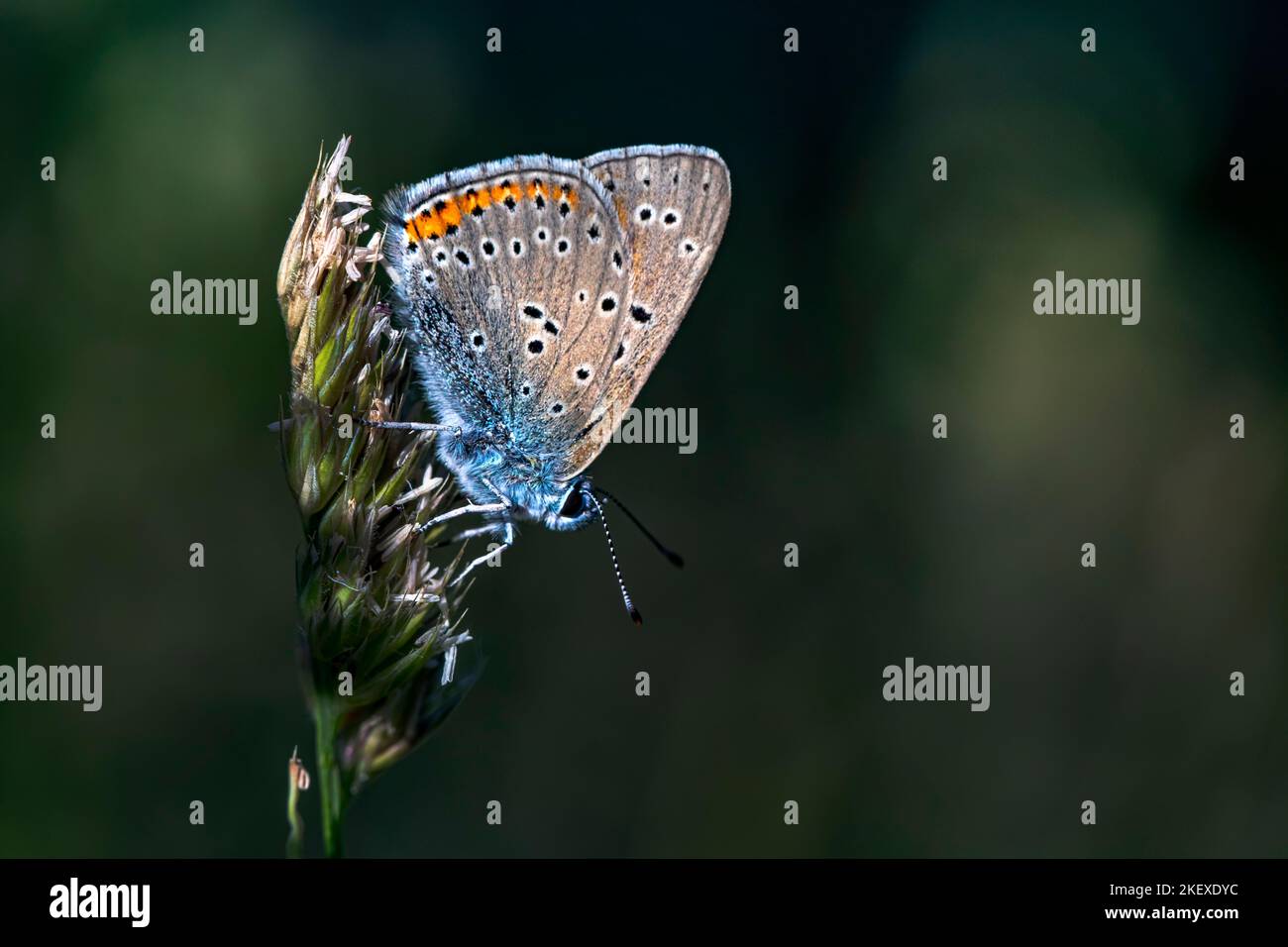 Comune di blue butterfly Foto Stock