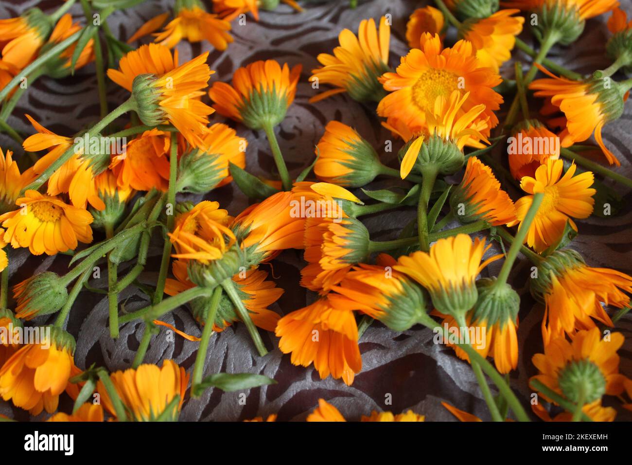 lo sfondo è costituito dai fiori di calendula giallo arancio. Raccolta di semi di fiori di erbe medicinali di piante. Preparazione Foto Stock