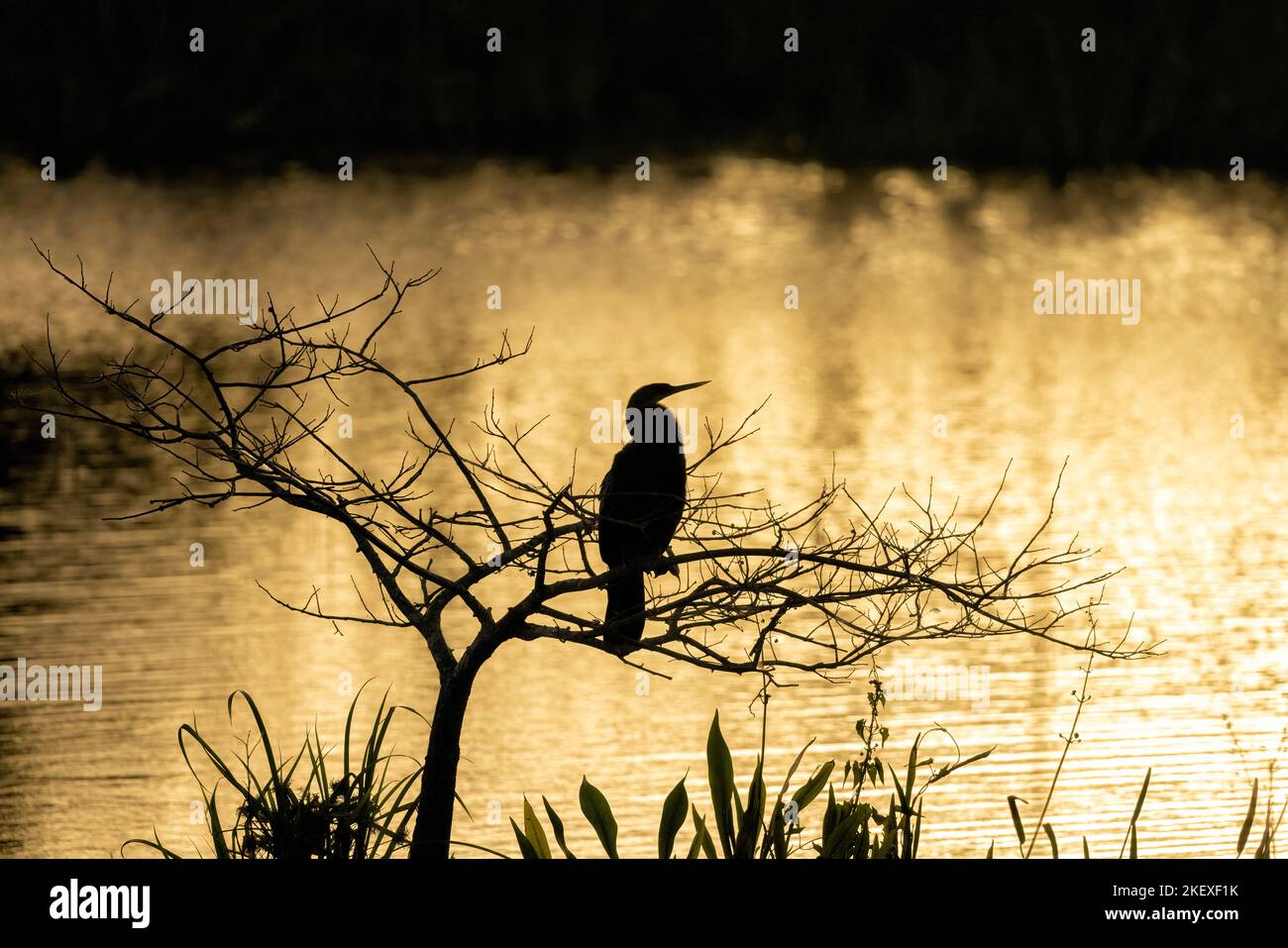 Silhouette di Anhinga (Anhinga anhinga) al tramonto - Green Cay Wetlands, Boynton Beach, Florida, USA Foto Stock