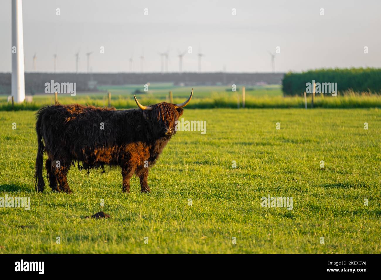 Mucche di razza Highland su sfondo mulini a vento. Allevamento e mucca breeding. Furry mucche di altopiano pascolano sul verde meadow. Mucche rosse Foto Stock