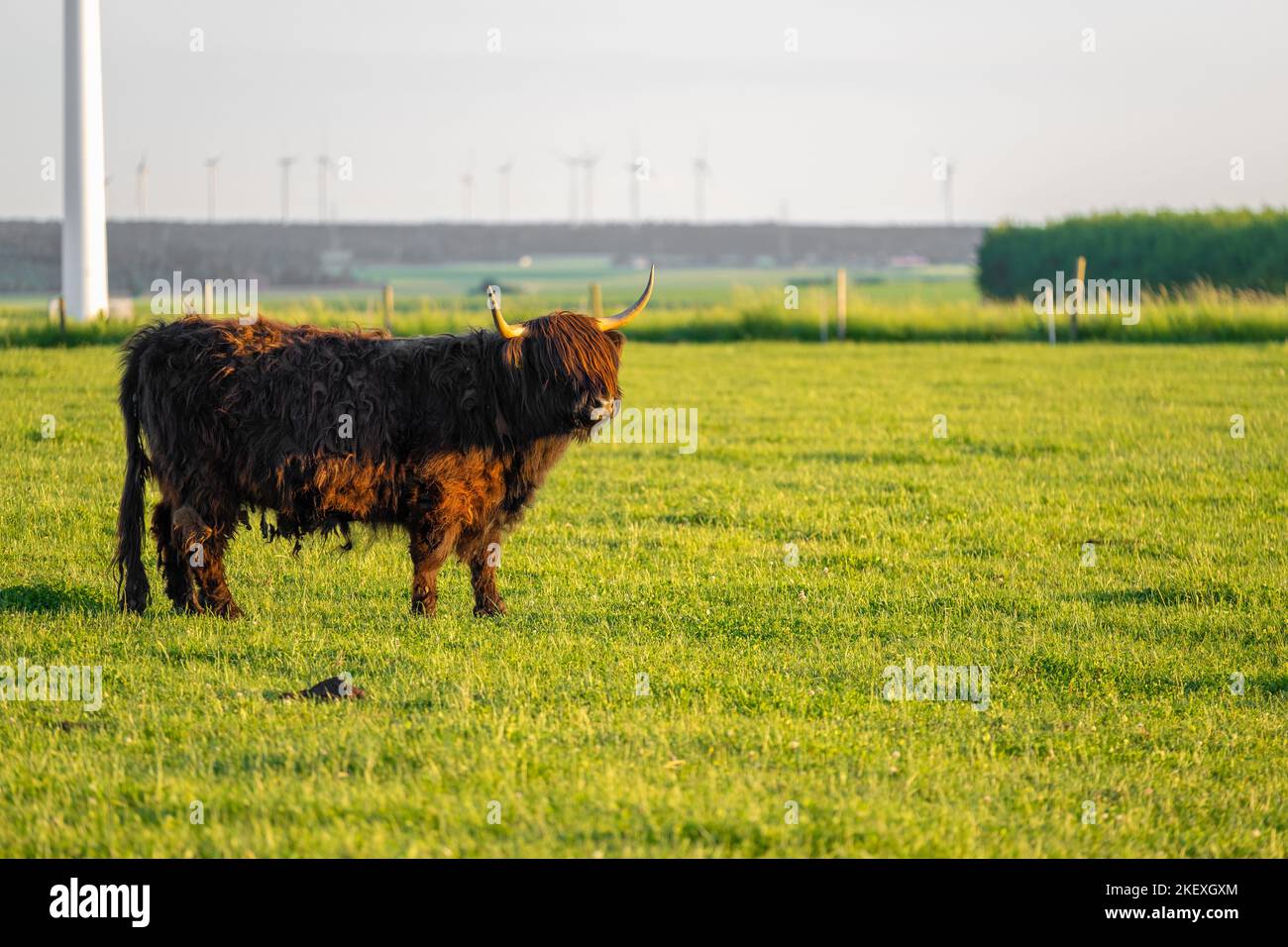 Mucche di razza Highland su sfondo mulini a vento. Allevamento e mucca breeding.Furry mucche di altopiano pascolano sul verde meadow.Scottish mucche nel pascolo in Foto Stock
