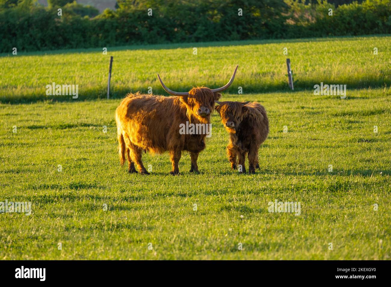 Mucche di razza Highland su sfondo mulini a vento. Allevamento e mucca breeding. Furry mucche di altopiano pascolano sul verde meadow. Mucche rosse e vitello close-up Foto Stock