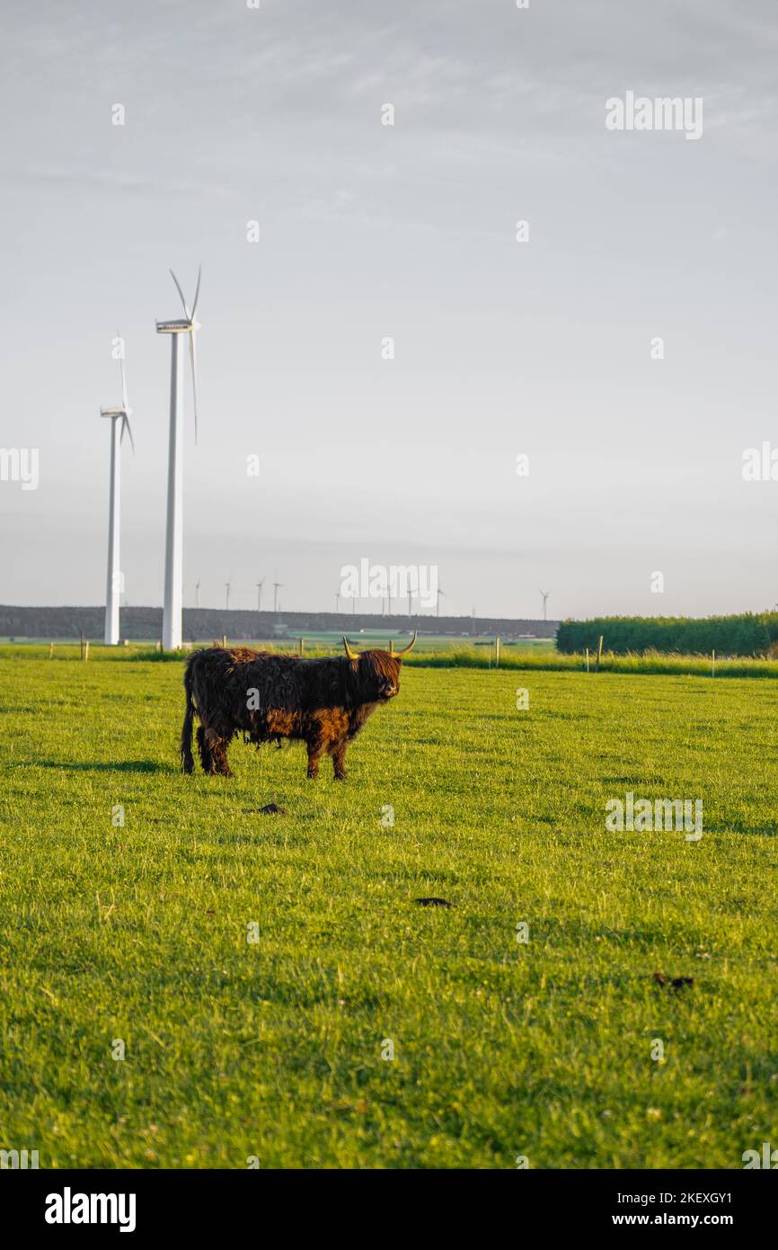 Mucche di razza Highland su sfondo mulini a vento. Le mucche di altopiano pascolano sul prato verde. Mucche scozzesi nel pascolo. Coltivazione e allevamento di mucche. Foto Stock