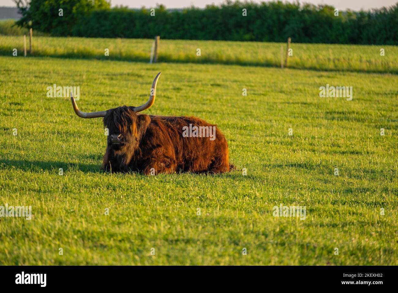 Mucche delle Highland . Allevamento e mucca breeding.Furry mucche di altopiano pascolano sul verde meadow.Scottish mucche nel pascolo al sole Foto Stock