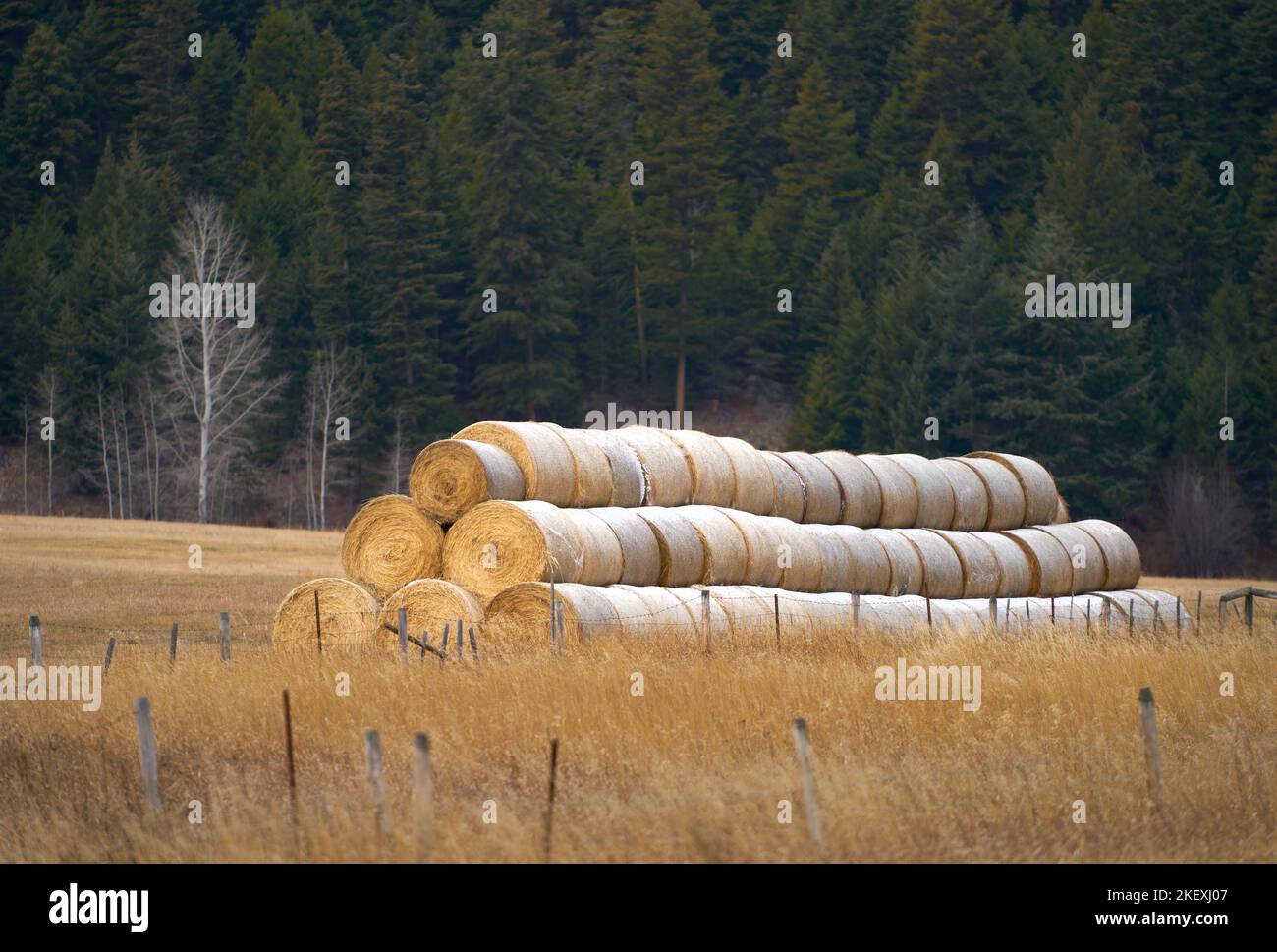Balle di fieno per l'inverno. Il fieno viene accatastato e immagazzinato per l'inverno nella Valle Nicola della Columbia Britannica. Foto Stock