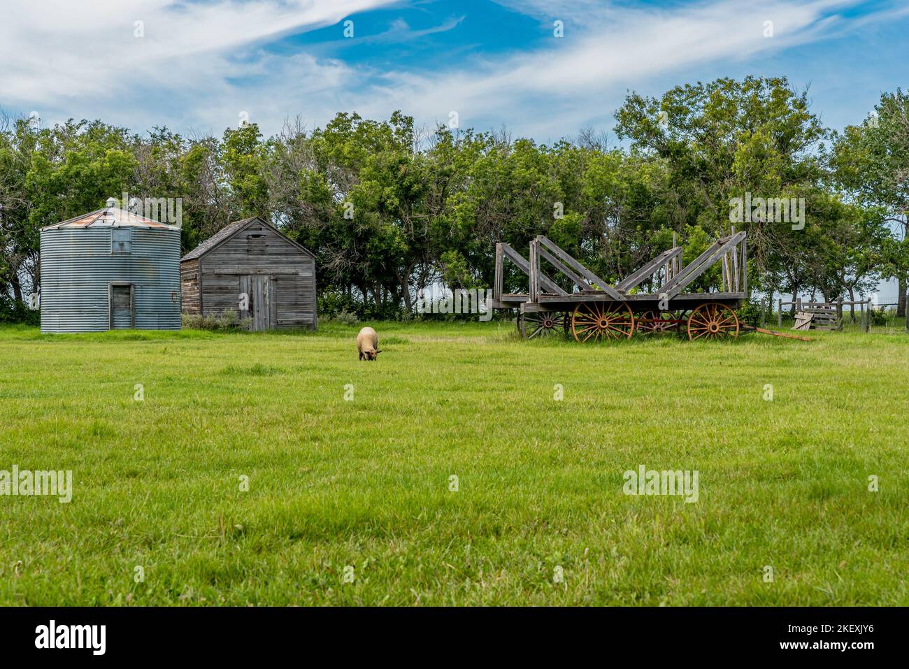 Pecore pascolano in una fattoria sulle praterie in Saskatchewan, Canada con un vecchio granaio di legno, bidone di acciaio e grande fieno trainato da cavalli sullo sfondo Foto Stock