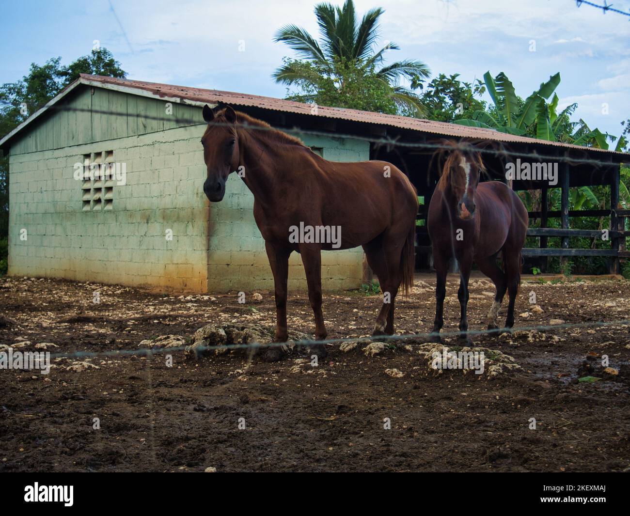 Luoghi del campo di viaggio a Higueral strade e autostrade con gli animali e cavalli della stalla Foto Stock