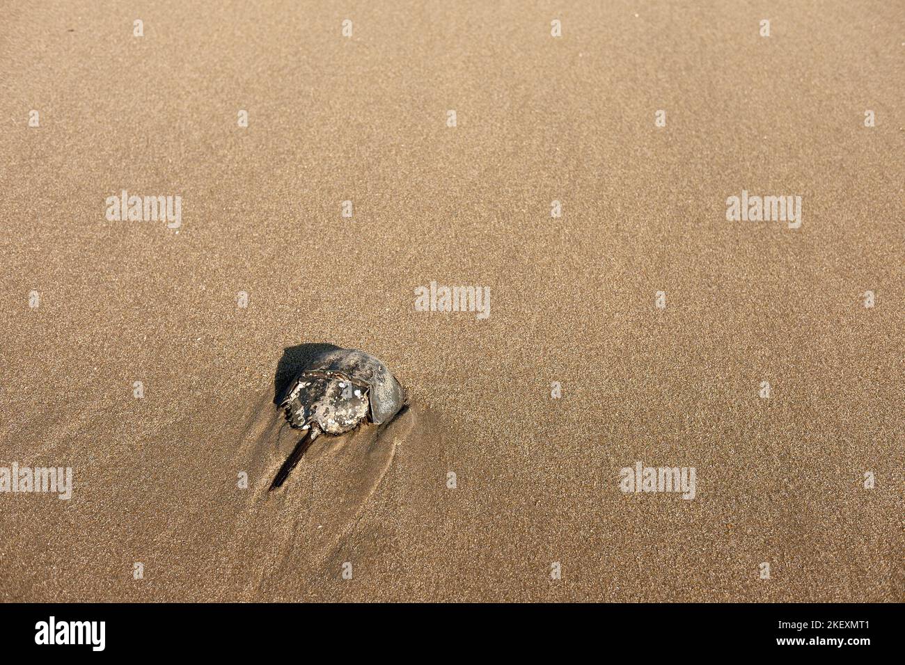 Un granchio a ferro di cavallo dell'Atlantico (Limulus polyphemus) fa il suo ritorno nel surf lungo una spiaggia del Delaware. Foto Stock