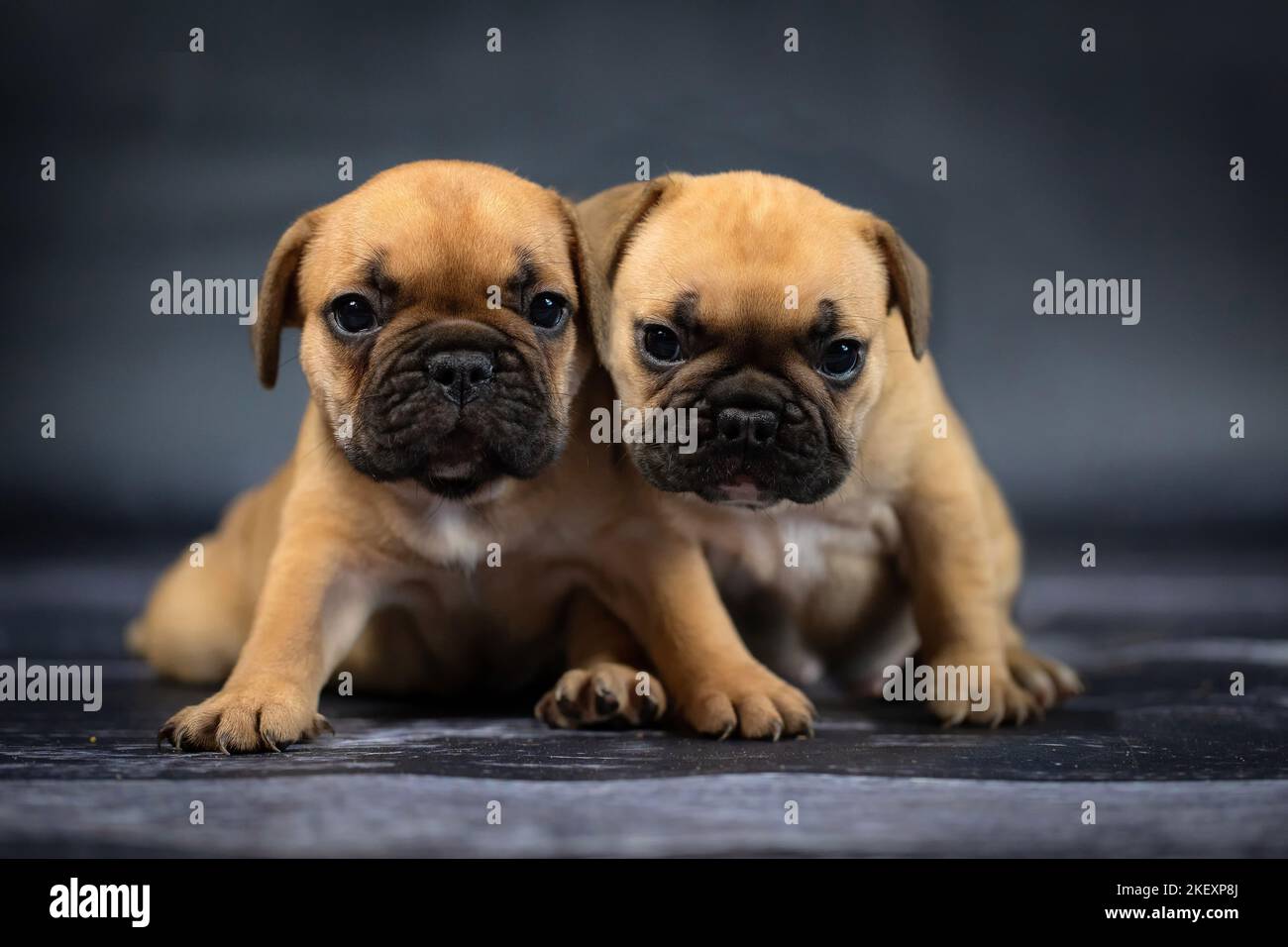 Bulldog francese cuccioli Foto Stock