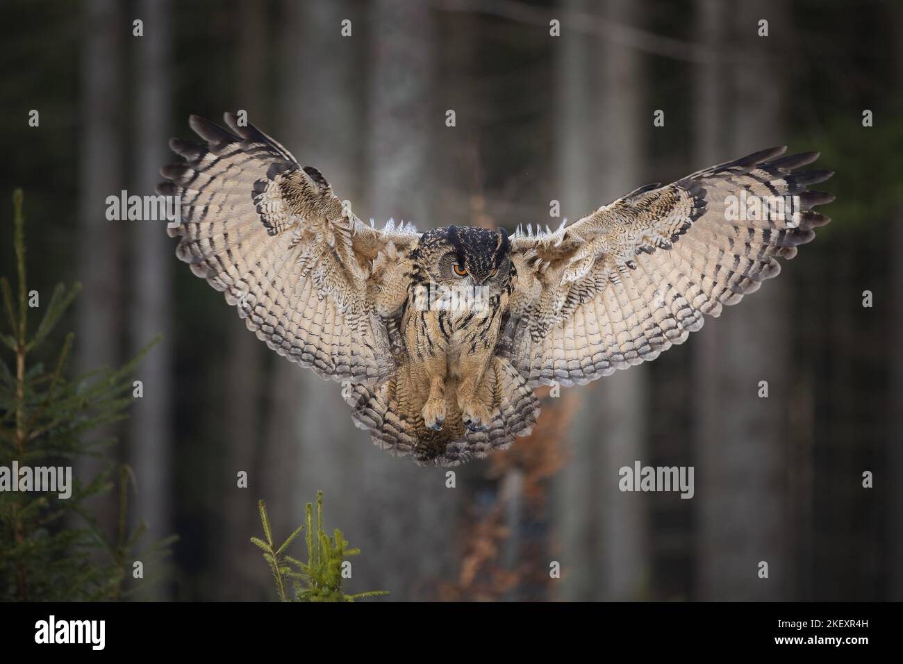 Volo Eurasian Eagle Owl Foto Stock