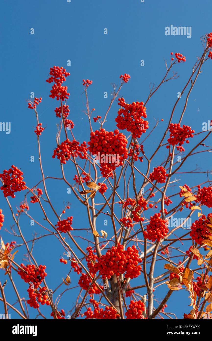 Rowan (Sorbus aucuparia) frutti e foglie in autunno. Frutti di bosco di cenere di montagna sul ramo. Foto Stock