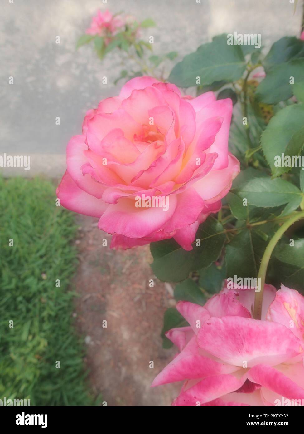 Rose sul marciapiede Foto Stock