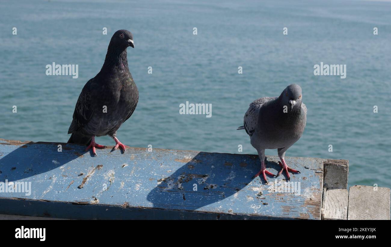 Piccioni sul molo di San Clemente nella contea di Orange, California Foto Stock