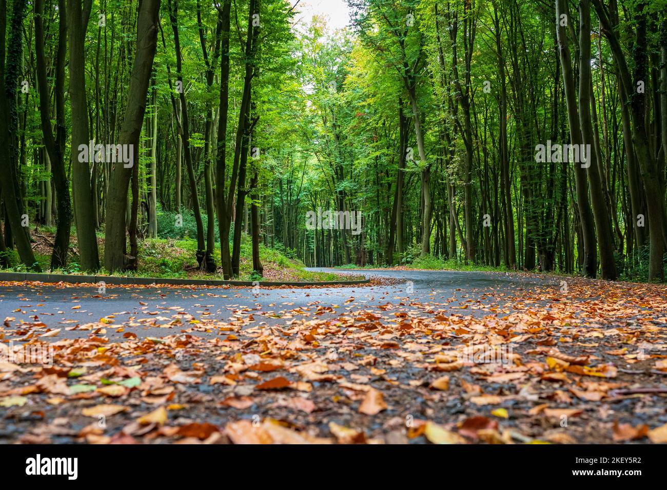 Ripresa da terra di una strada bagnata e lucida che si torce attraverso una lussureggiante foresta verde Foto Stock