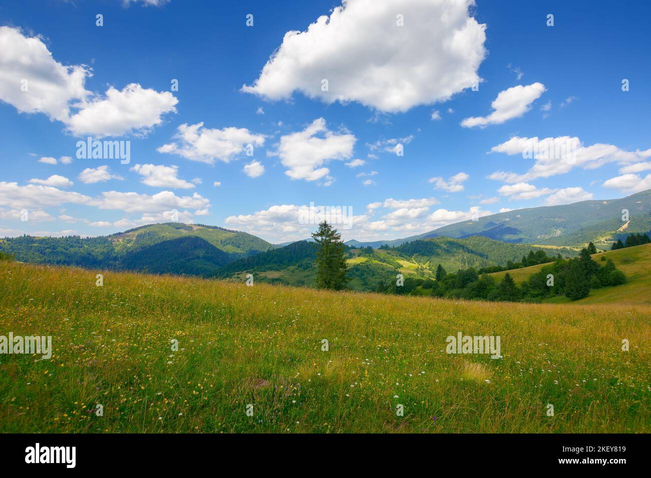 campo erboso sulla collina nella campagna carpazia. bellissimo paesaggio di montagna in estate. caldo sole con nuvole puffy sul cielo blu a hi Foto Stock