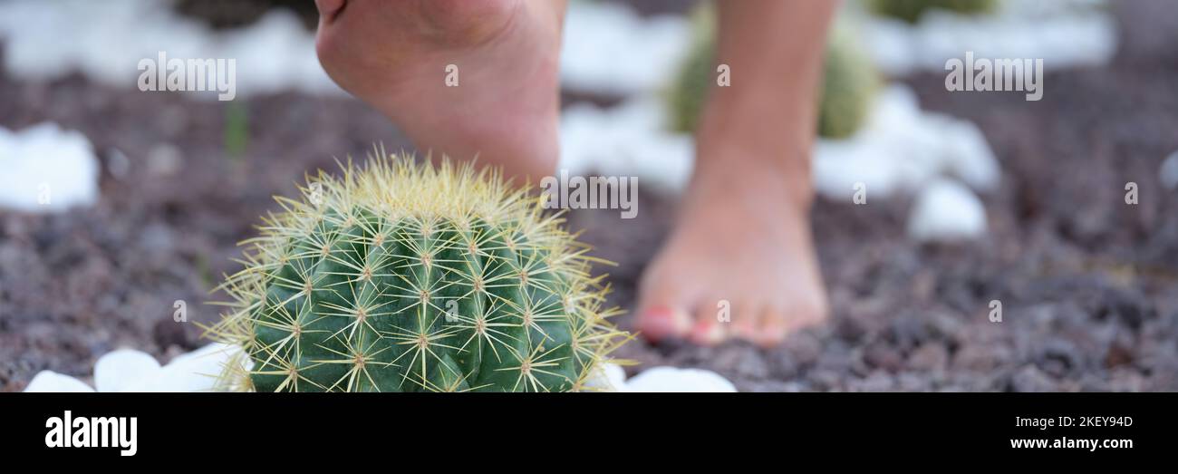 Donna che fa un passo sul cactus rotondo con le spine affilate primo piano Foto Stock