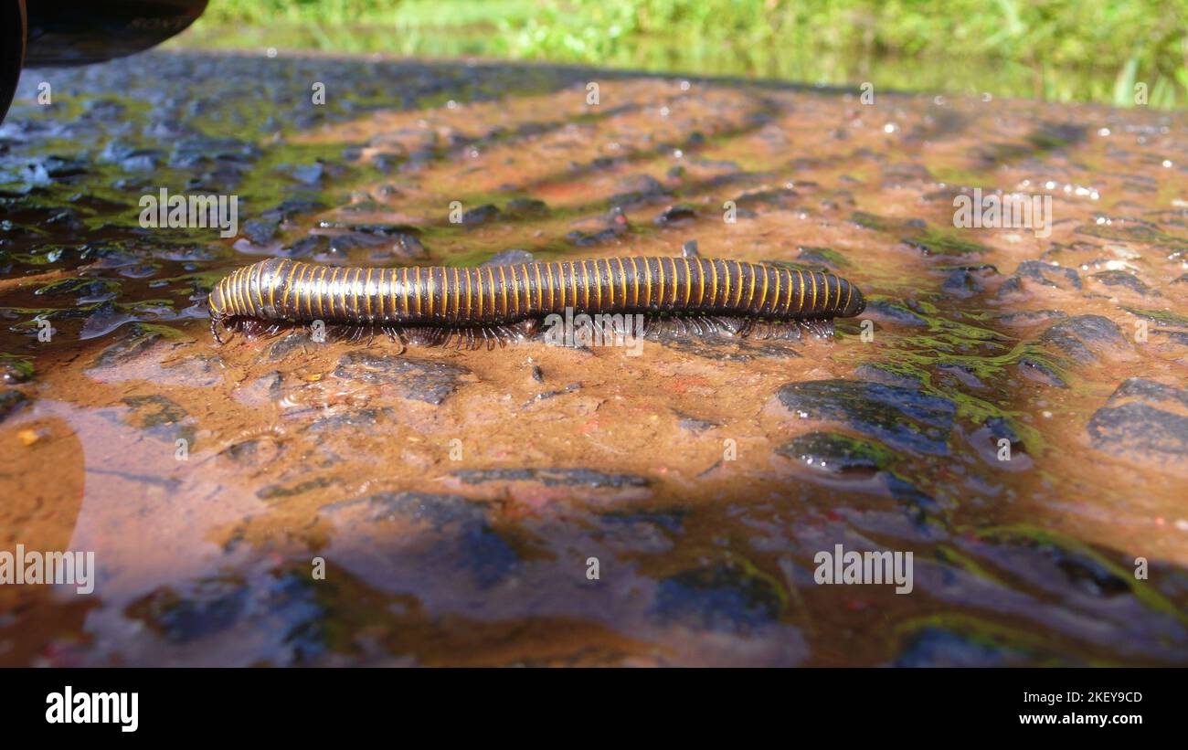 Millipede camminando sulla pietra bagnata insetta natura Foto Stock