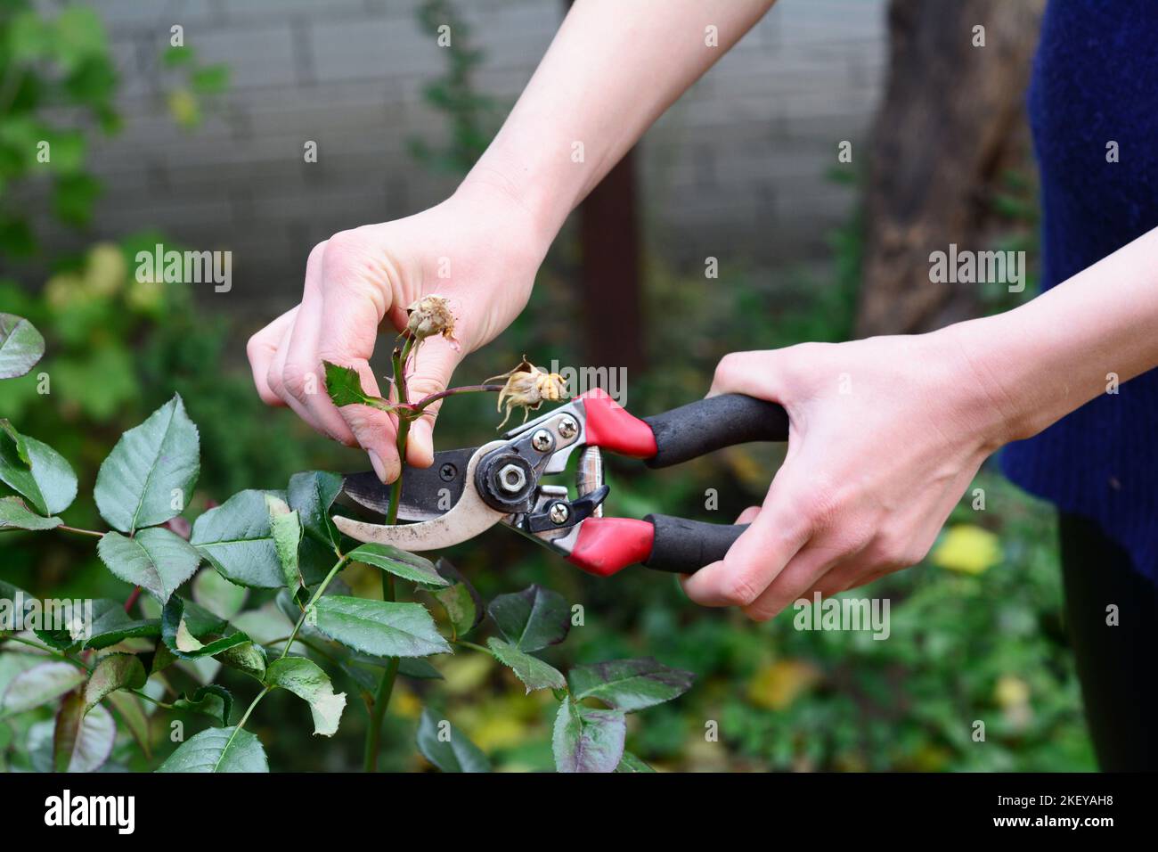 Deadhadading rose cespuglio nel giardino d'autunno. Roses cura della pianta. Foto Stock