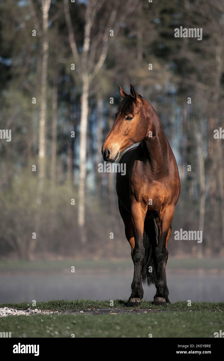 Warmblood olandese marrone Foto Stock