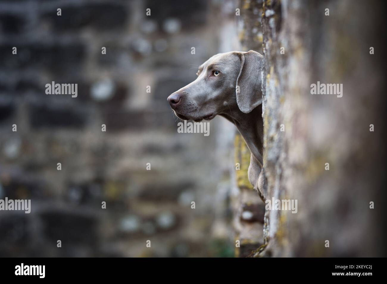 Weimaraner femmina Foto Stock