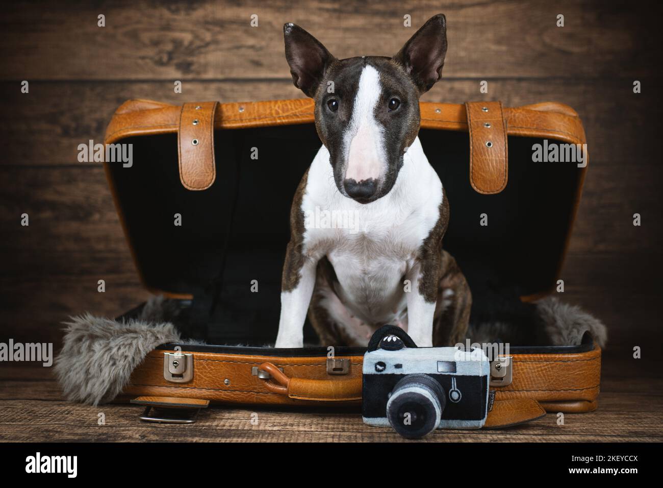 Udienza miniatura Bull Terrier Foto Stock