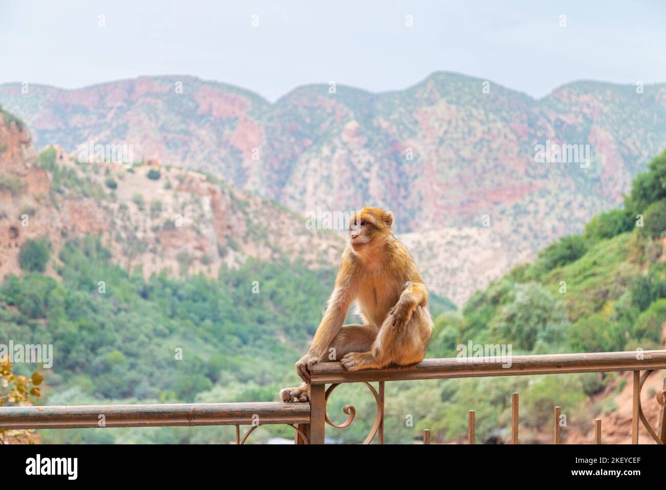 Una scimmia seduta su una recinzione presso le cascate di Ouzoud in Marocco con montagne sullo sfondo Foto Stock