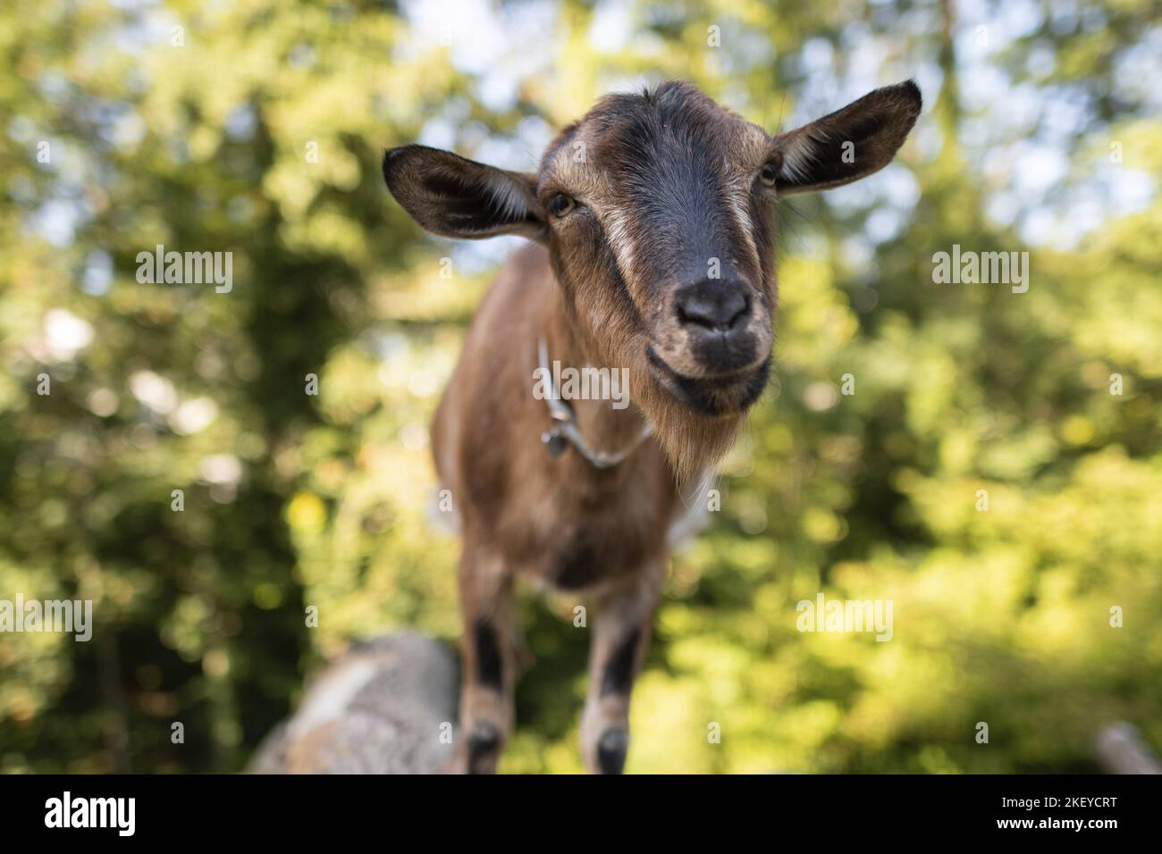 capra Foto Stock
