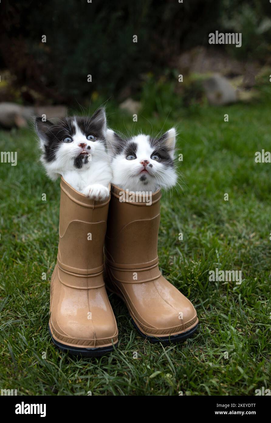 Due piccoli gattini simpatici e divertenti sono seduti in stivali di gomma per bambini in piedi sull'erba. Animali domestici in natura. Mondo gatto e animale domestico giorno Foto Stock